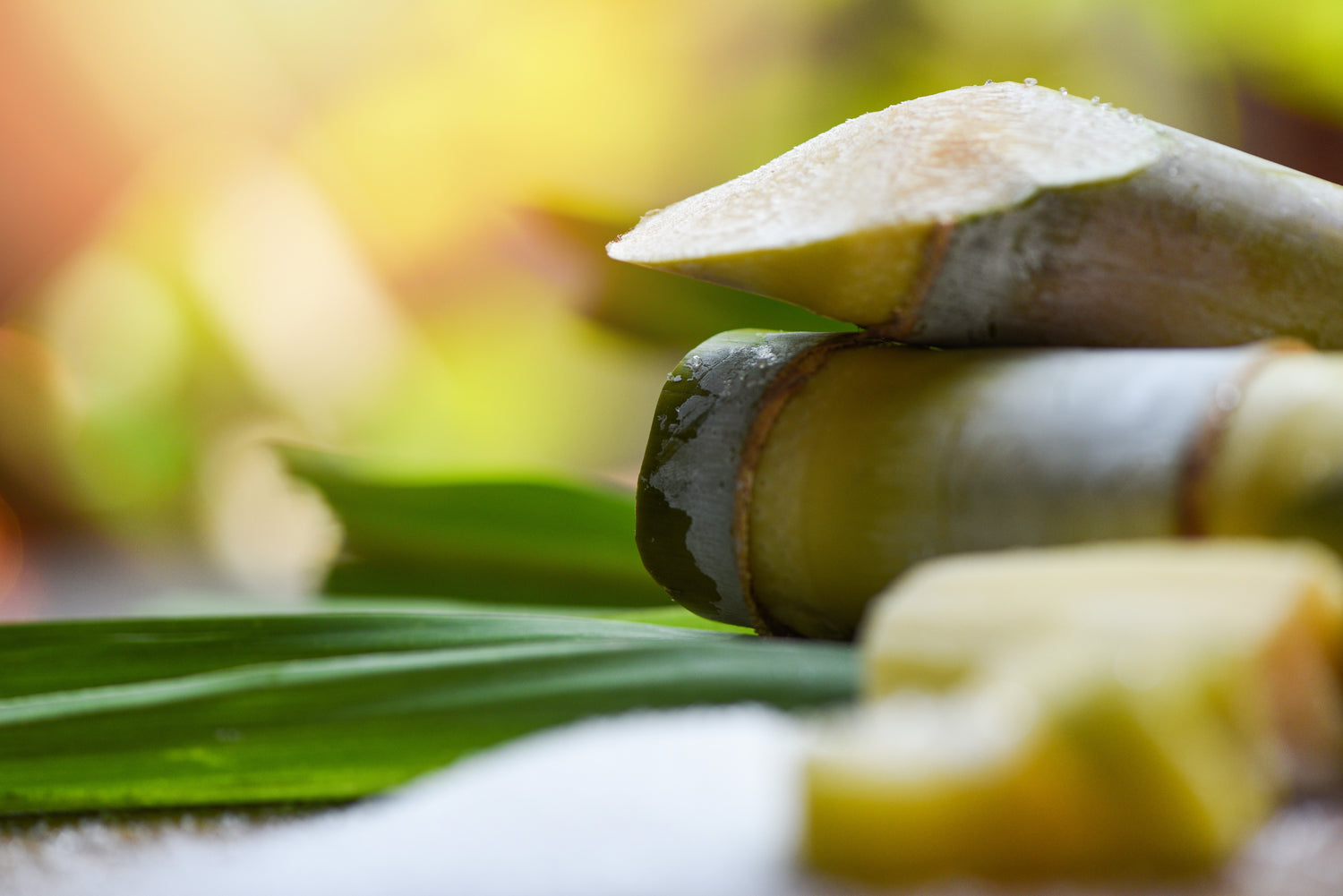 Sugarcane Close-p